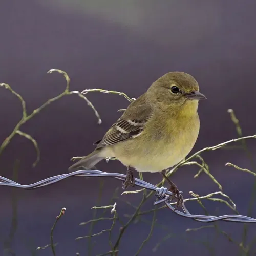 Birds Observations