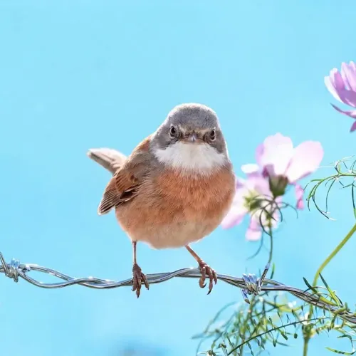 Birds Observations