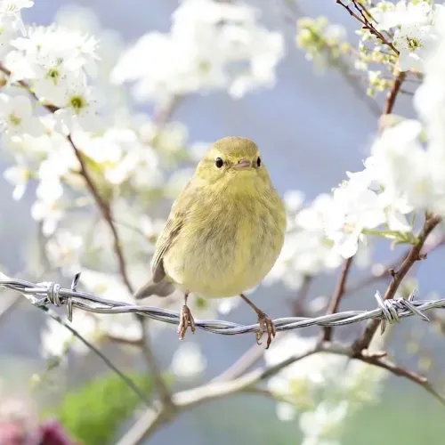 Birds Observations