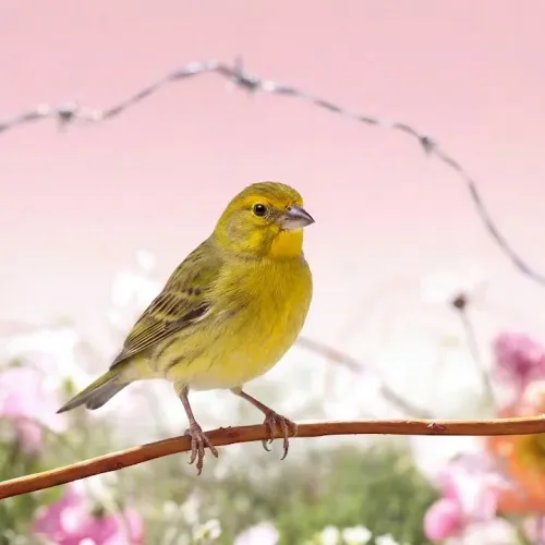Birds Observations