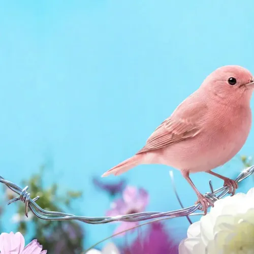 Birds Observations