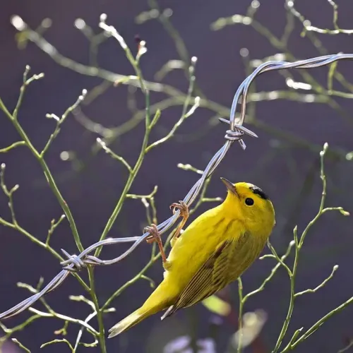 Birds Observations
