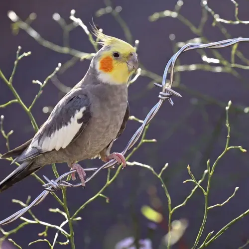 Birds Observations