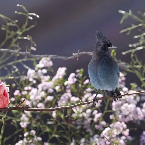 Birds Observations
