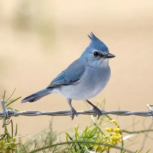 Birds Observations