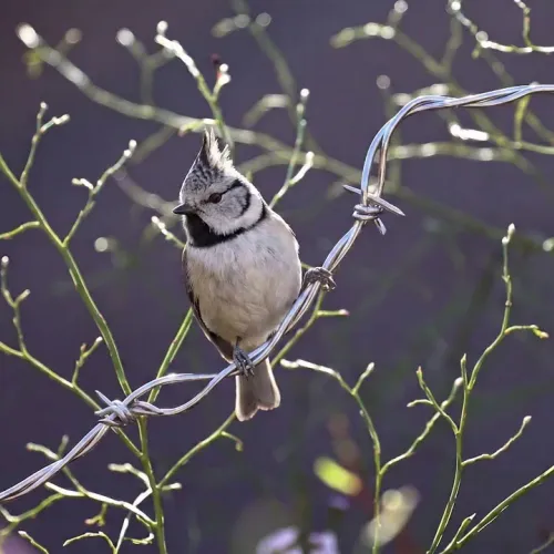 Birds Observations