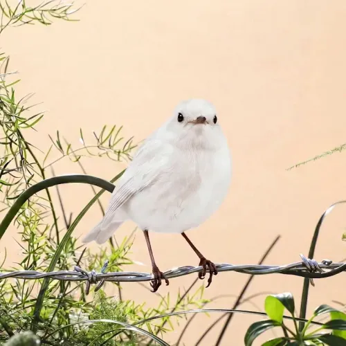 Birds Observations