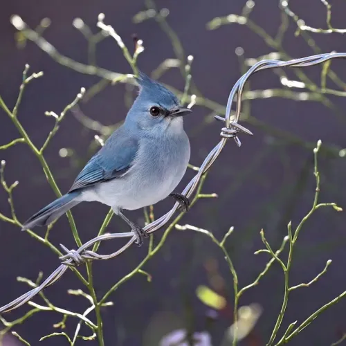 Birds Observations