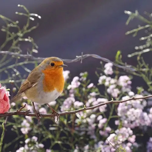 Birds Observations