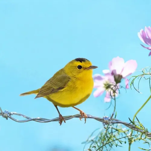 Birds Observations