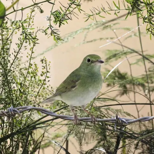 Birds Observations