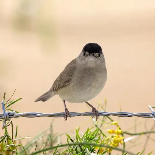 Birds Observations