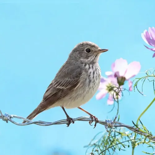Birds Observations