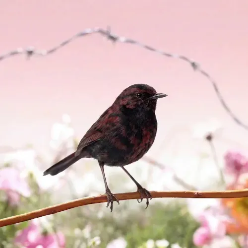 Birds Observations