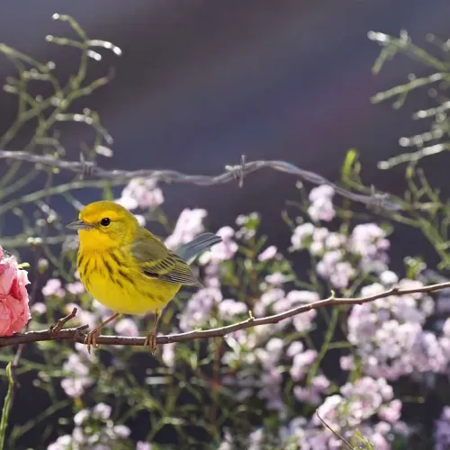 Birds Observations