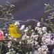 Bumble, The Last Light