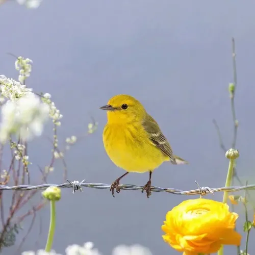 Birds Observations