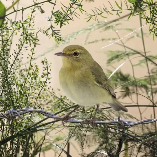 Birds Observations