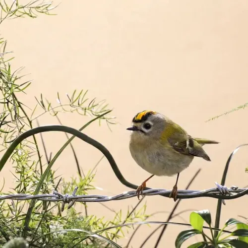 Birds Observations