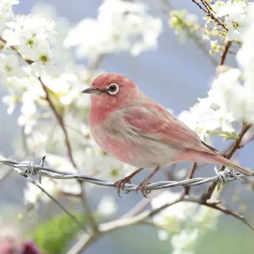 Birds Observations