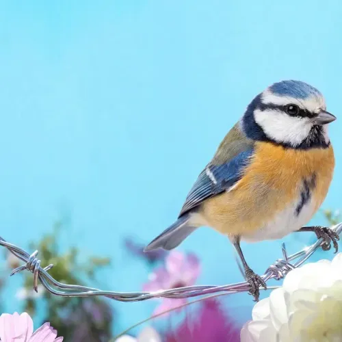 Birds Observations