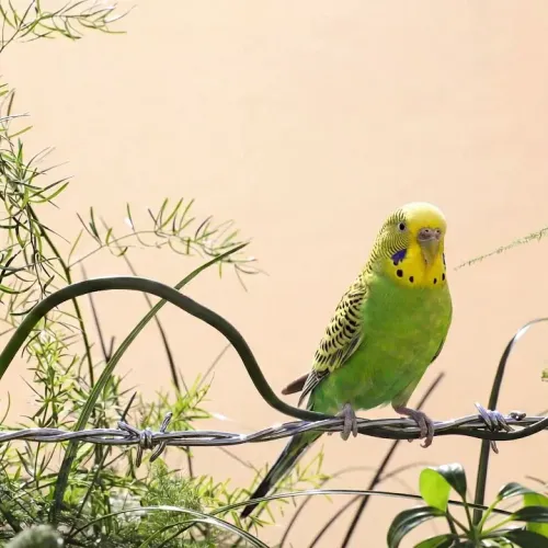 Birds Observations