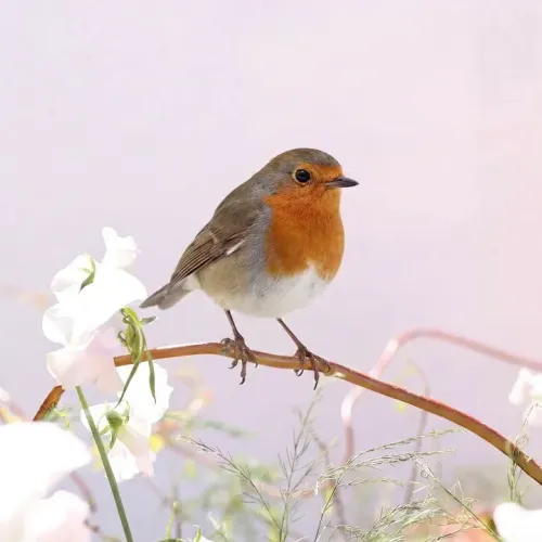 Birds Observations