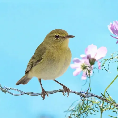 Birds Observations