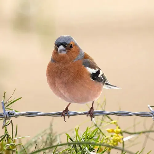 Birds Observations