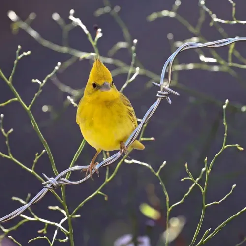 Birds Observations