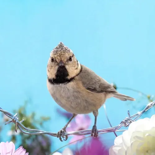 Birds Observations