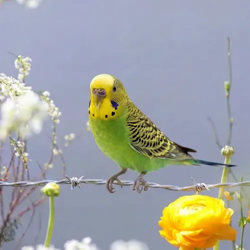 Birds Observations