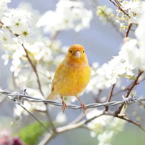 Birds Observations