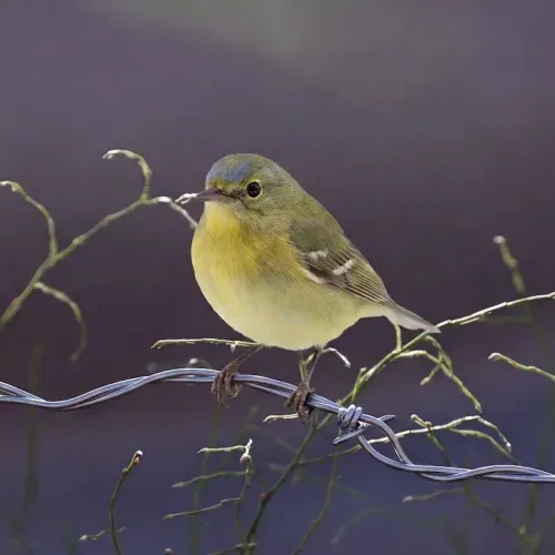 Birds Observations