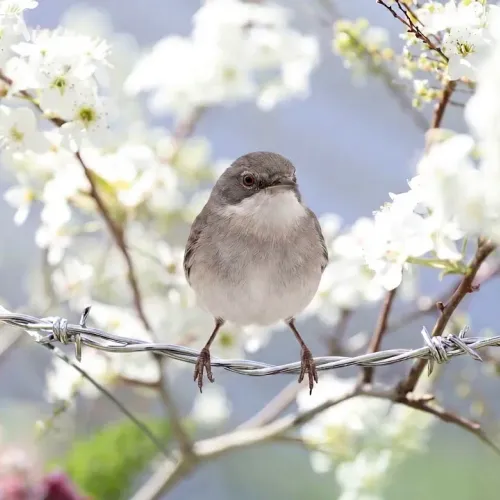 Birds Observations