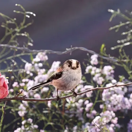 Birds Observations