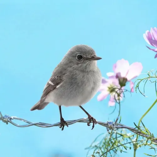 Birds Observations