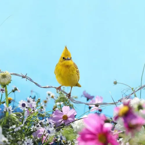 Birds Observations