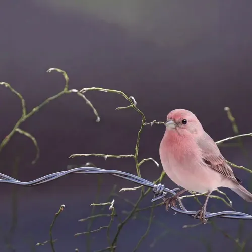 Birds Observations