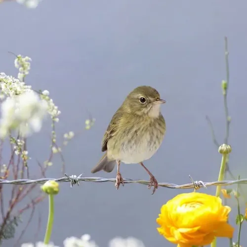 Birds Observations