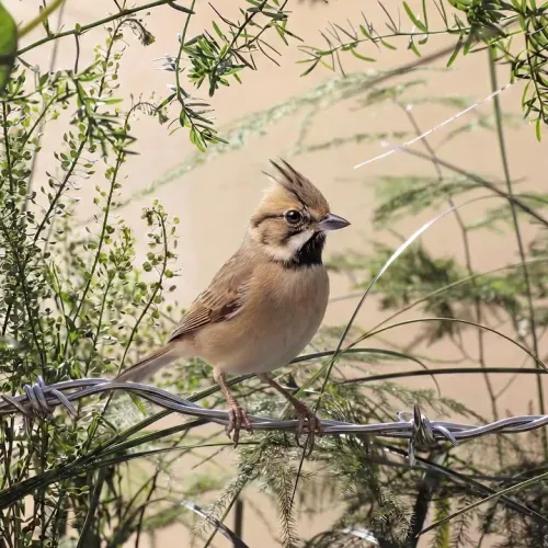 Birds Observations