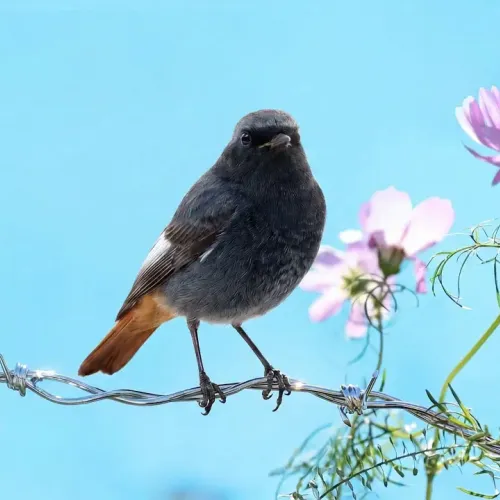 Birds Observations