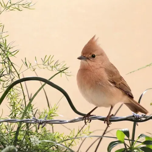 Birds Observations