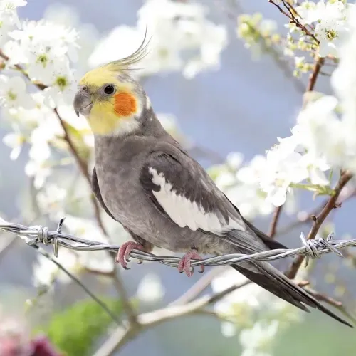Birds Observations