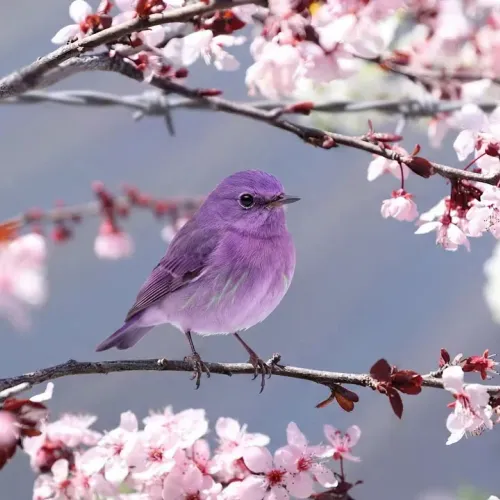 Birds Observations