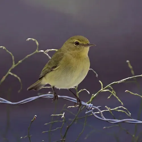 Birds Observations