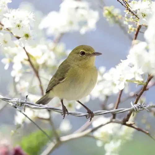 Birds Observations