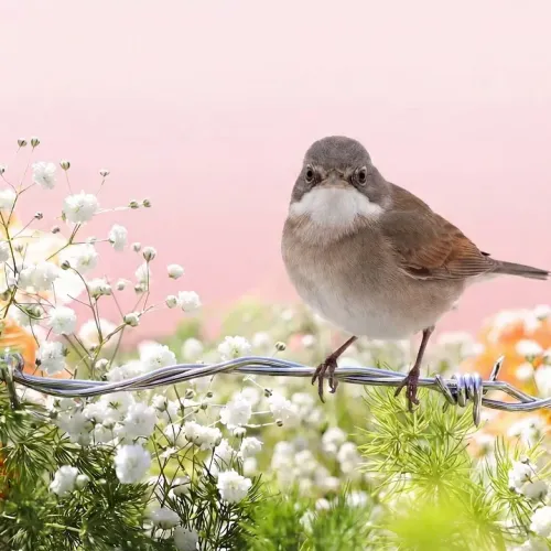 Birds Observations
