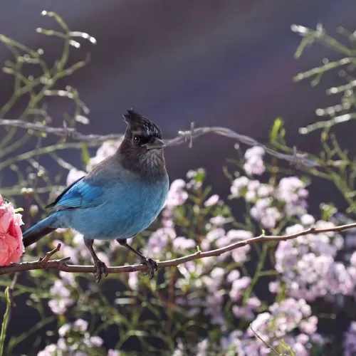 Birds Observations
