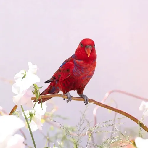 Birds Observations